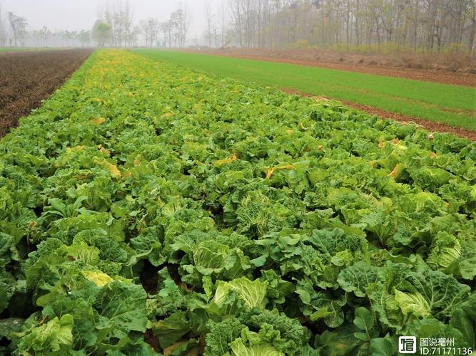农民种植一种蔬菜每斤03元3亩收入4500元销售方法值得借鉴