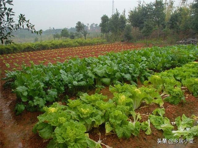 农村种植蔬菜从几月份开始种(适合春天种植的4种蔬菜)  第1张