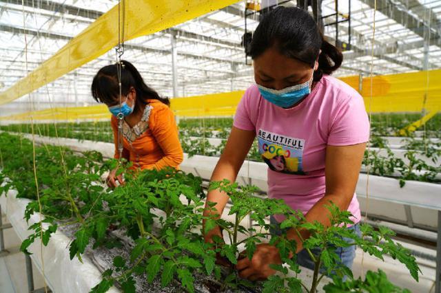 新疆温宿县:蔬菜花卉生产基地带动就业